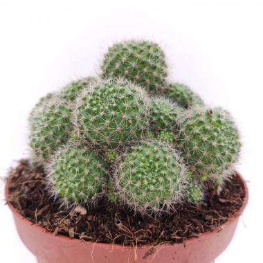 Rebutia Flavistyla